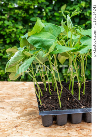 Seedlings in a plastic tray ready to be planted in the garden 119114242