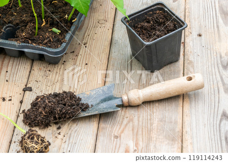 Process of transplanting vegetable seedling into plastic contain Process of transplanting vegetable seedling into plastic contain 119114243
