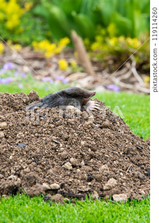 Mole [Talpa europaea] in the lawn 119114260