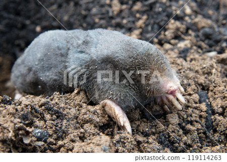 Dead mole lying on th top of the mole hill 119114263
