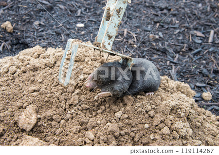 Trapped mole lying on the mole hill Trapped mole lying on the mole hill 119114267