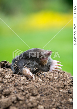 Mole peeking from the mole hill in the garden 119114278