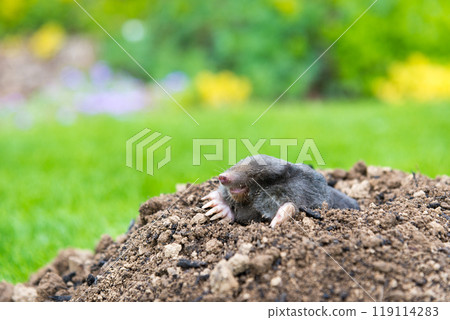 Mole animal peeking from the tunnel 119114283