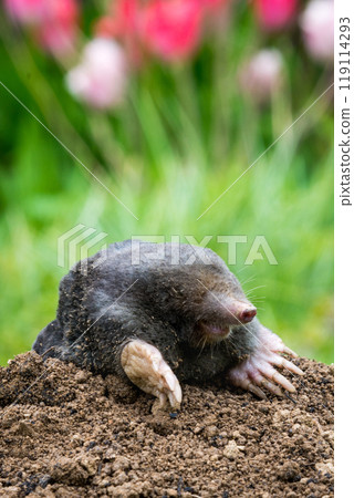 Mole peeking from the mole hill in the garden 119114293