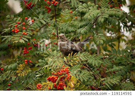 Common blackbird sitting on rowan in autumn nature 119114591