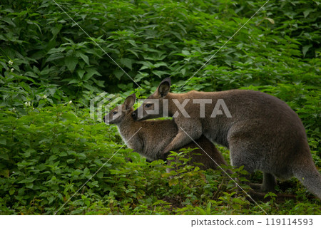 Pair Red-necked wallaby (Macropus rufogriseus) Pair Red-necked wallaby (Macropus rufogriseus) 119114593