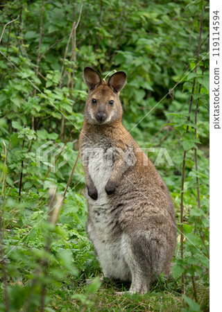 Red-necked wallaby (Macropus rufogriseus) Red-necked wallaby (Macropus rufogriseus) 119114594