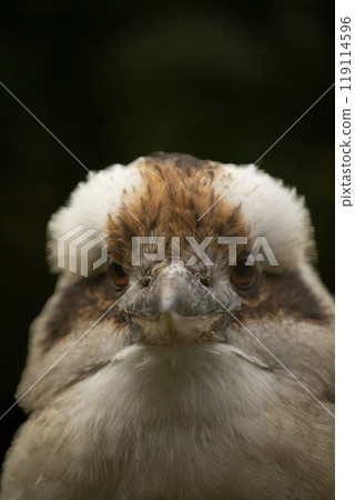 Portrait of a laughing kookaburra , dacelo novaeguineae, bird with big beak. Portrait of a laughing kookaburra , dacelo novaeguineae, bird with big beak. 119114596