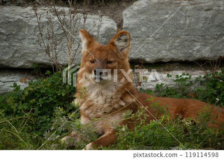 The dhole (Cuon alpinus) or Asian wild dog The dhole (Cuon alpinus) or Asian wild dog 119114598