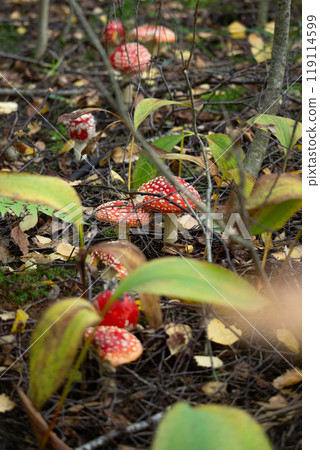 Fly agaric mushroom. A poisonous mushroom. Fly agaric mushroom. A poisonous mushroom. 119114599