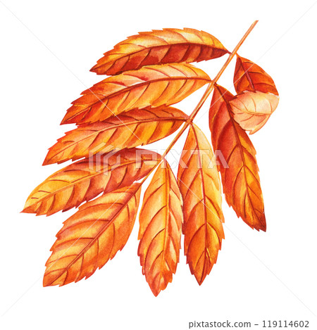 Realistic fall orange dry leaves autumn colors, hand-painted watercolor illustrations for nature-inspired project, autumn leaf Realistic fall orange dry leaves autumn colors, hand-painted watercolor illustrations for nature-inspired project, autumn leaf 119114602