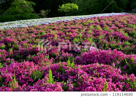 Fresh green trees and moss phlox blooming on the hill of Hitsujiyama Park in Chichibu City 119114680