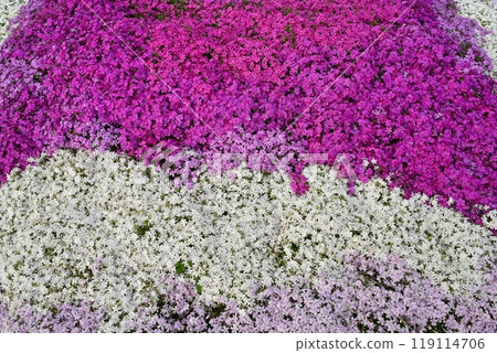 Moss phlox blooming on the hill of Hitsujiyama Park in Chichibu City Moss phlox blooming on the hill of Hitsujiyama Park in Chichibu City 119114706