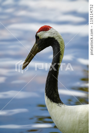 Red crowned Crane Red crowned Crane 119114752