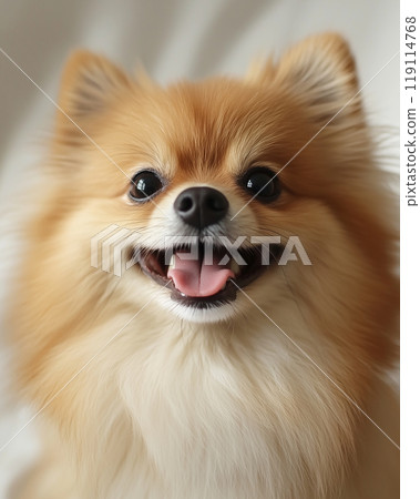 吉娃娃凝視 119114768