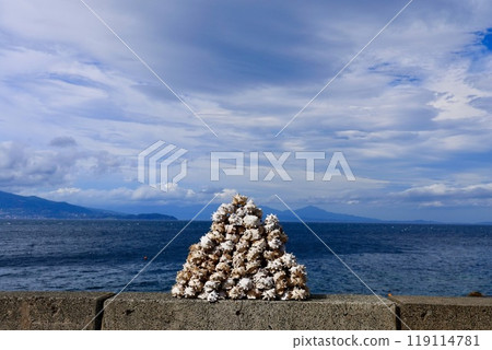 Turban shells and the Sagami Bay at Hatsushima 119114781