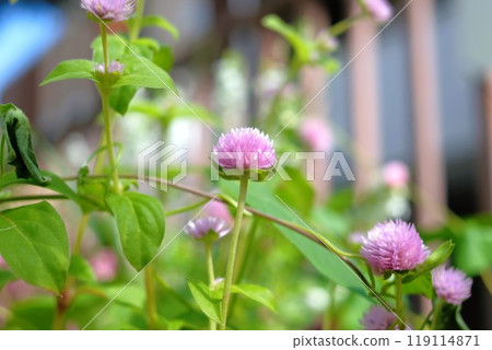 Red clover flowers blooming in a flowerbed in the park 119114871