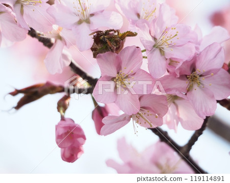 Sakura _ 1 Sakura _ 1 119114891