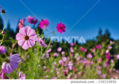 宇宙季節已經到來 宇宙季節已經到來 119114930