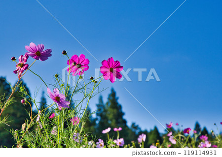 宇宙季節已經到來 119114931