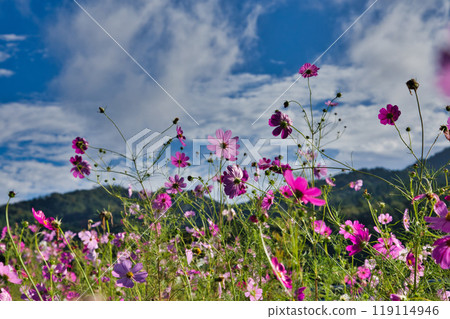 Cosmos season has arrived 119114946