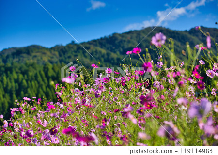 Cosmos season has arrived Cosmos season has arrived 119114983