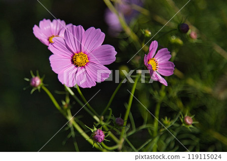 宇宙季節已經到來 119115024