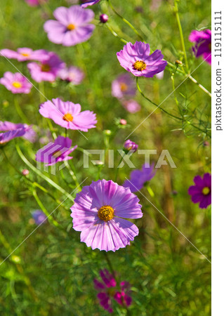 Cosmos season has arrived Cosmos season has arrived 119115111