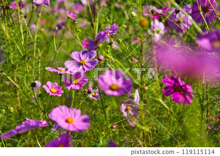 Cosmos season has arrived Cosmos season has arrived 119115114