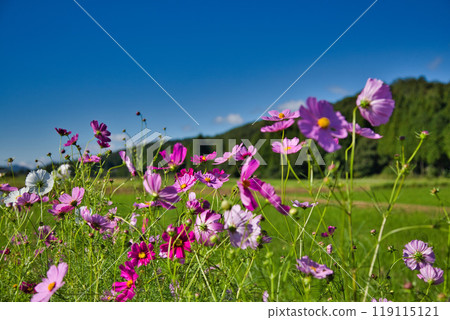 Cosmos season has arrived 119115121