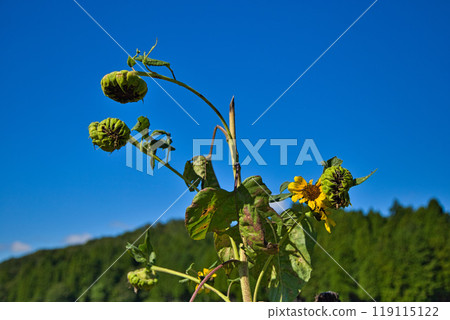 Cosmos season has arrived 119115122