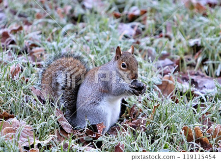 Squirrel eating nut on cold frosty morning 119115454