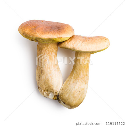 Fresh boletus mushrooms isolated on white background. 119115522