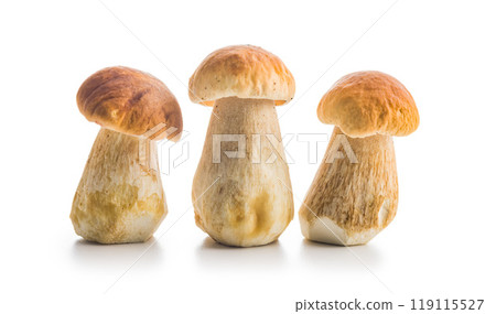 Fresh boletus mushrooms isolated on white background. 119115527
