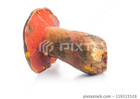 Fresh boletus mushrooms isolated on white background. 119115528