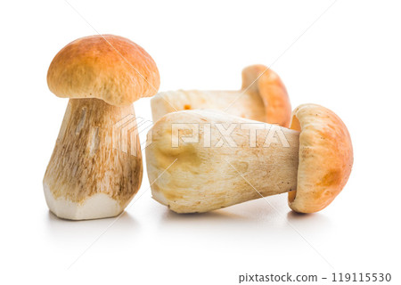 Fresh boletus mushrooms isolated on white background. 119115530
