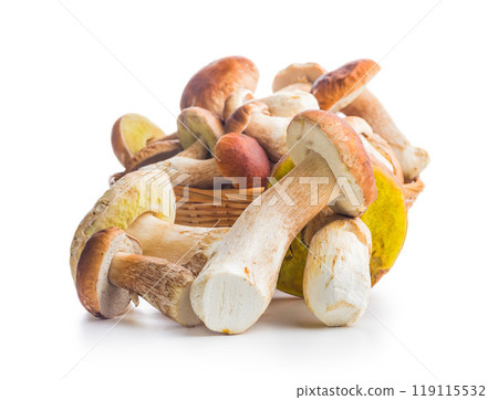 Fresh boletus mushrooms isolated on white background. 119115532