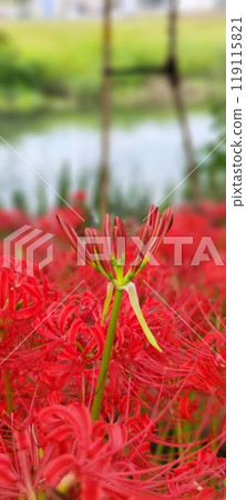 The natural beauty of autumn spider lilies in full bloom - Beautiful autumn scenery at Saigawa Park The natural beauty of autumn spider lilies in full bloom - Beautiful autumn scenery at Saigawa Park 119115821
