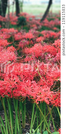 The natural beauty of autumn spider lilies in full bloom - Beautiful autumn scenery at Saigawa Park 119115833