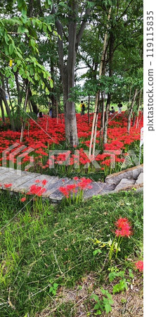 The natural beauty of autumn spider lilies in full bloom - Beautiful autumn scenery at Saigawa Park The natural beauty of autumn spider lilies in full bloom - Beautiful autumn scenery at Saigawa Park 119115835