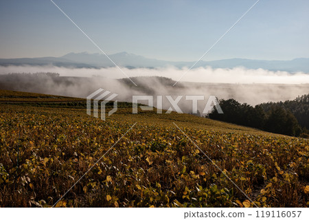 Soybean fields and magnificent land Soybean fields and magnificent land 119116057
