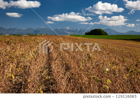 Soybean fields and magnificent land 119116065