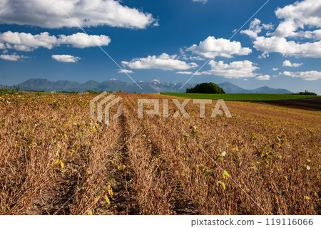 Soybean fields and magnificent land Soybean fields and magnificent land 119116066