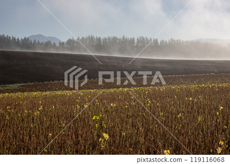 Soybean fields and magnificent land Soybean fields and magnificent land 119116068