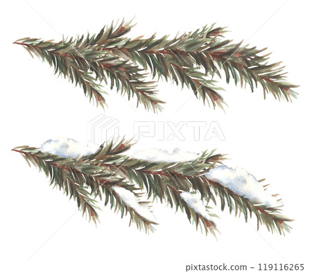 Winter spruce branches set. Snowy and evergreen a branch with needles. Spruce, pine or cedar trees snow branch. Botanical hand drawn illustration for greeting card. Isolated clipart from background 119116265