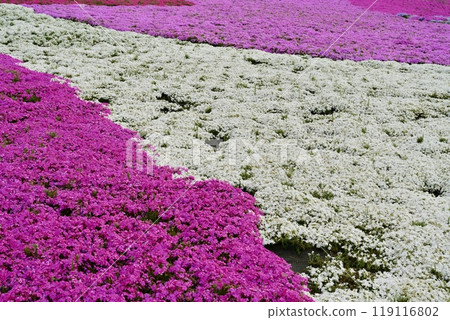 Moss phlox blooming on the hill of Hitsujiyama Park in Chichibu City Moss phlox blooming on the hill of Hitsujiyama Park in Chichibu City 119116802