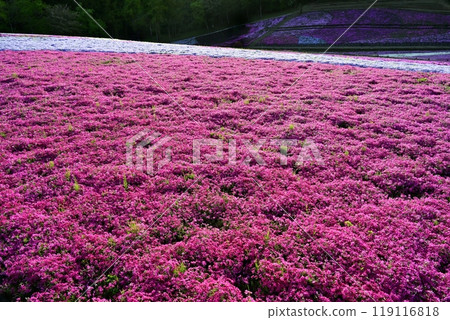 Moss phlox blooming on the hill of Hitsujiyama Park in Chichibu City Moss phlox blooming on the hill of Hitsujiyama Park in Chichibu City 119116818
