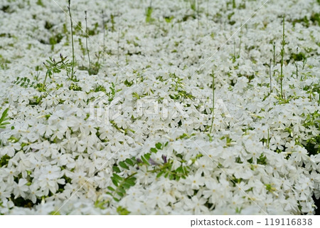 Moss phlox blooming on the hill of Hitsujiyama Park in Chichibu City Moss phlox blooming on the hill of Hitsujiyama Park in Chichibu City 119116838