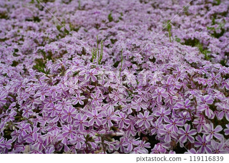 Water droplets on the horsetail blooming on the moss phlox hill at Hitsujiyama Park in Chichibu City Water droplets on the horsetail blooming on the moss phlox hill at Hitsujiyama Park in Chichibu City 119116839