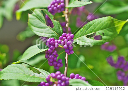 紫紫色果實（秋季、九月） 119116912